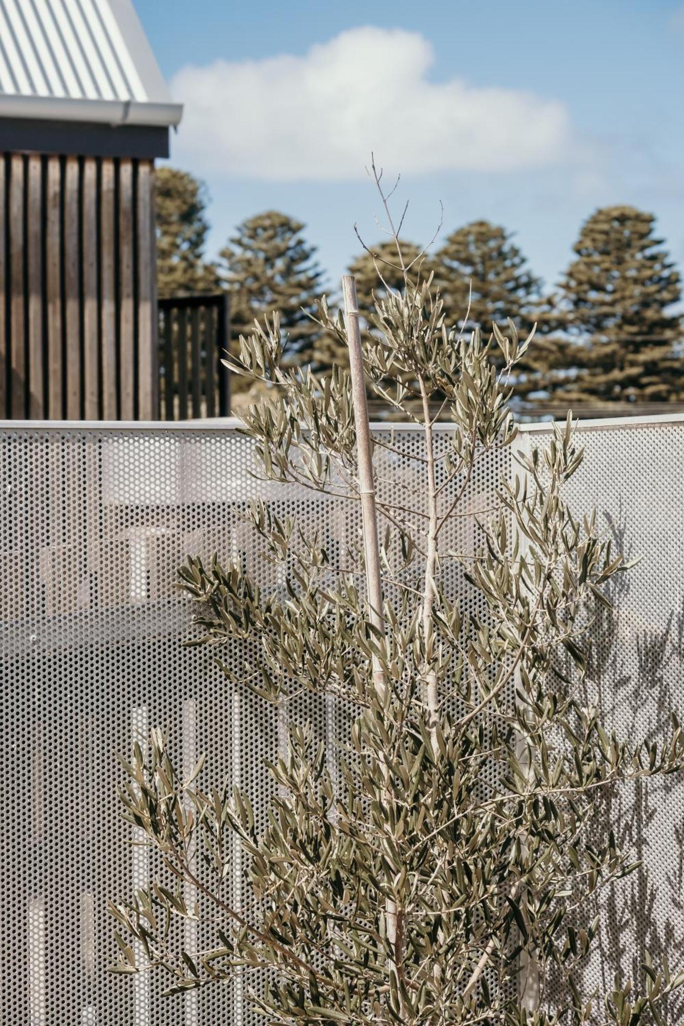 The Oak & Anchor Hotel Port Fairy Dış mekan fotoğraf Olive tree in the courtyard of the museum